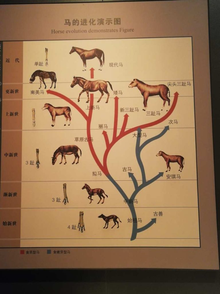 图片[215]-河北博物院-善米