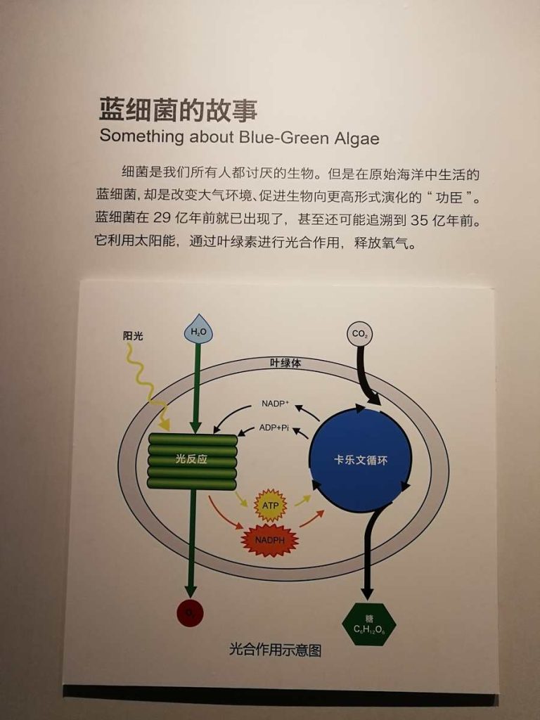 图片[45]-重庆自然博物馆-善米