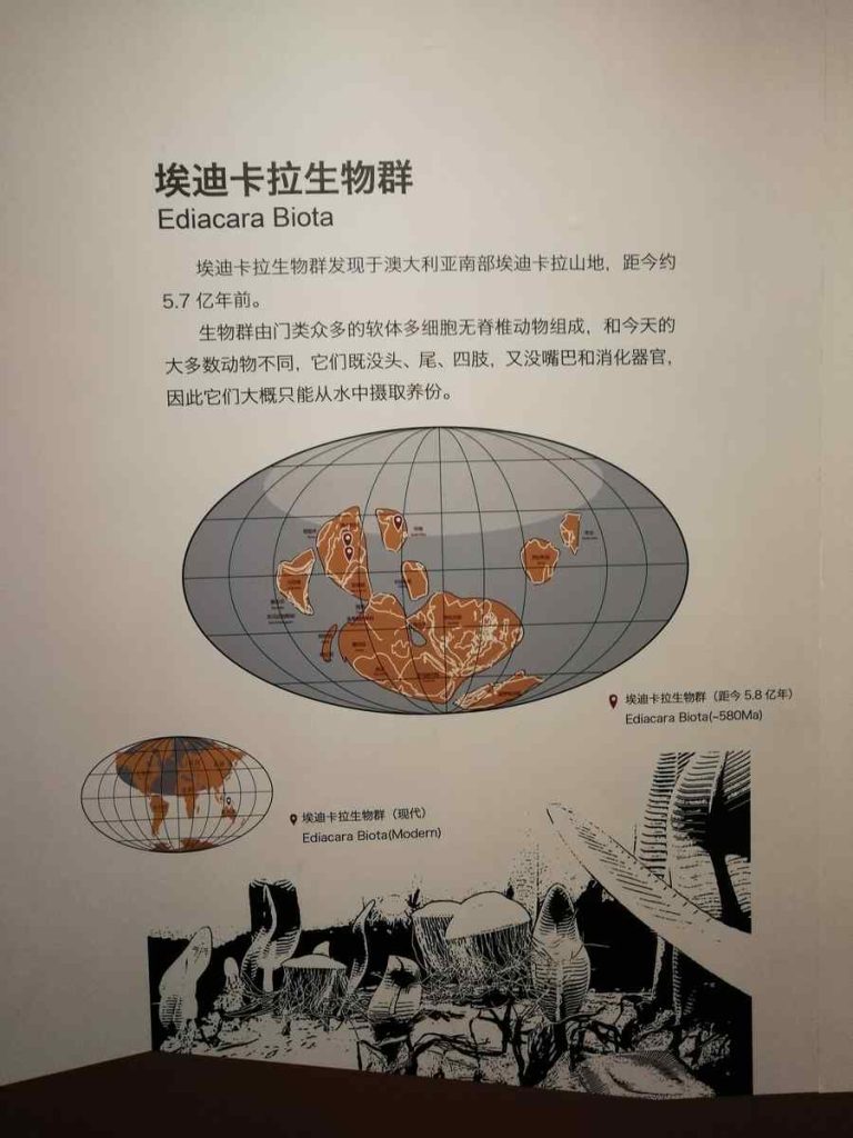 图片[50]-重庆自然博物馆-善米