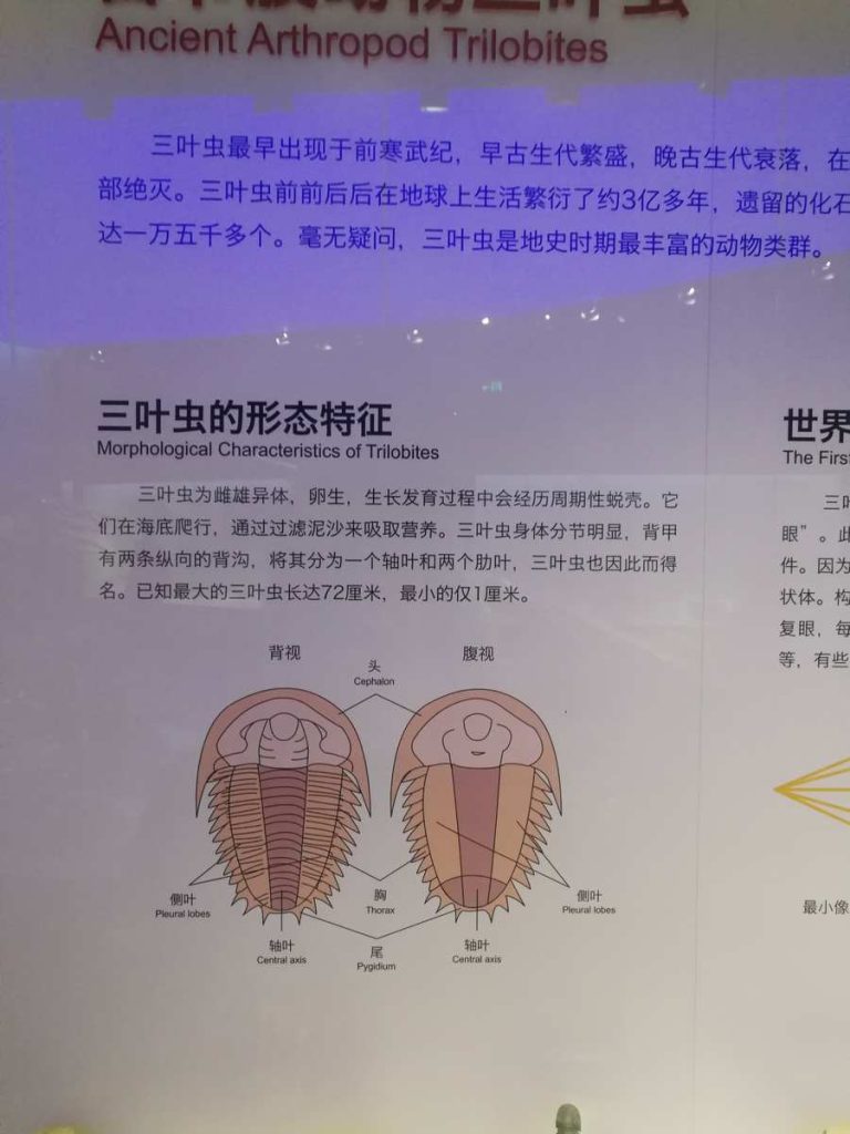 图片[56]-重庆自然博物馆-善米