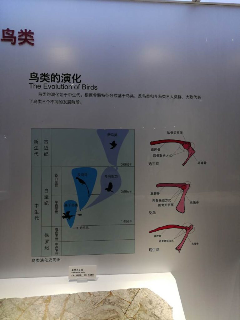 图片[67]-重庆自然博物馆-善米