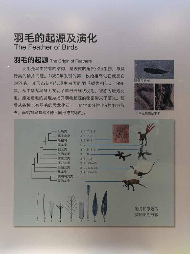 图片[71]-重庆自然博物馆-善米