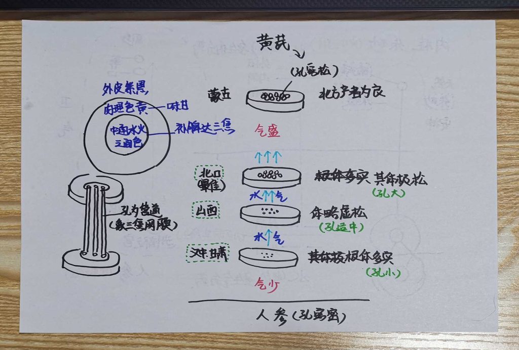 图片[30]-手绘《本草问答》-善米