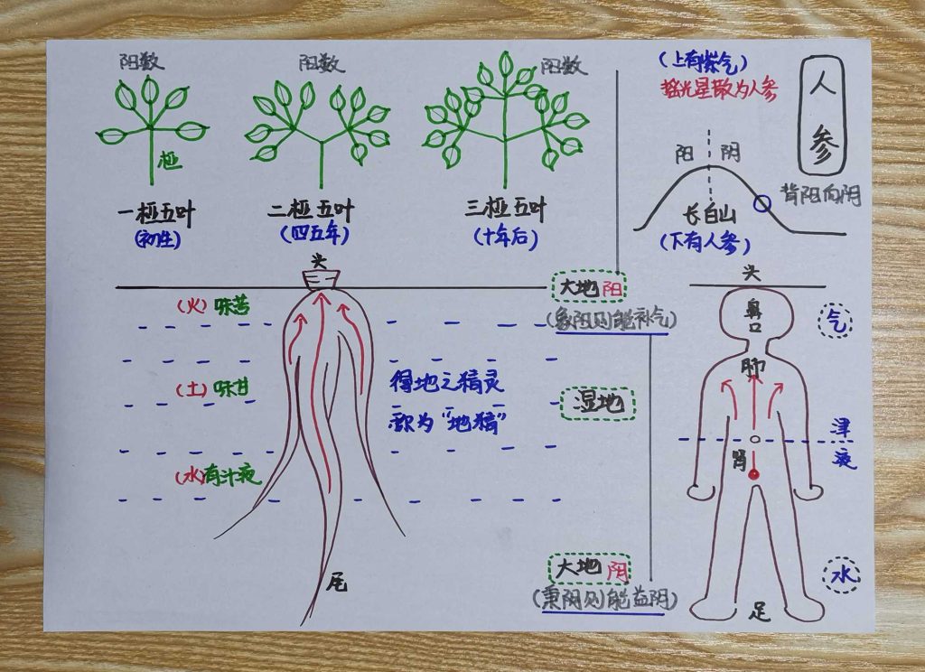 图片[32]-手绘《本草问答》-善米