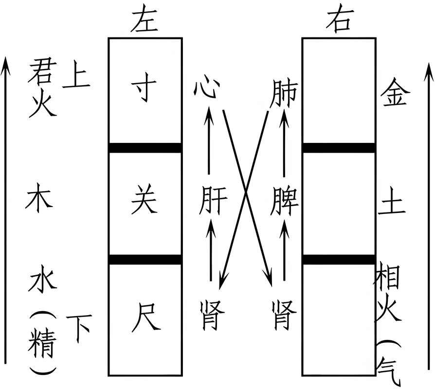 图片[4]-脉诊之部中的阴阳之道-善米