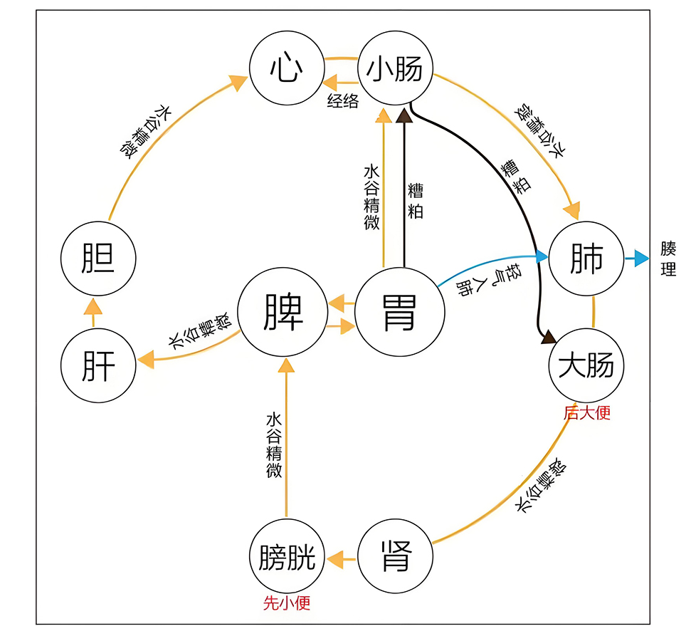 图片[1]-卫气清浊中的阴阳之道-善米