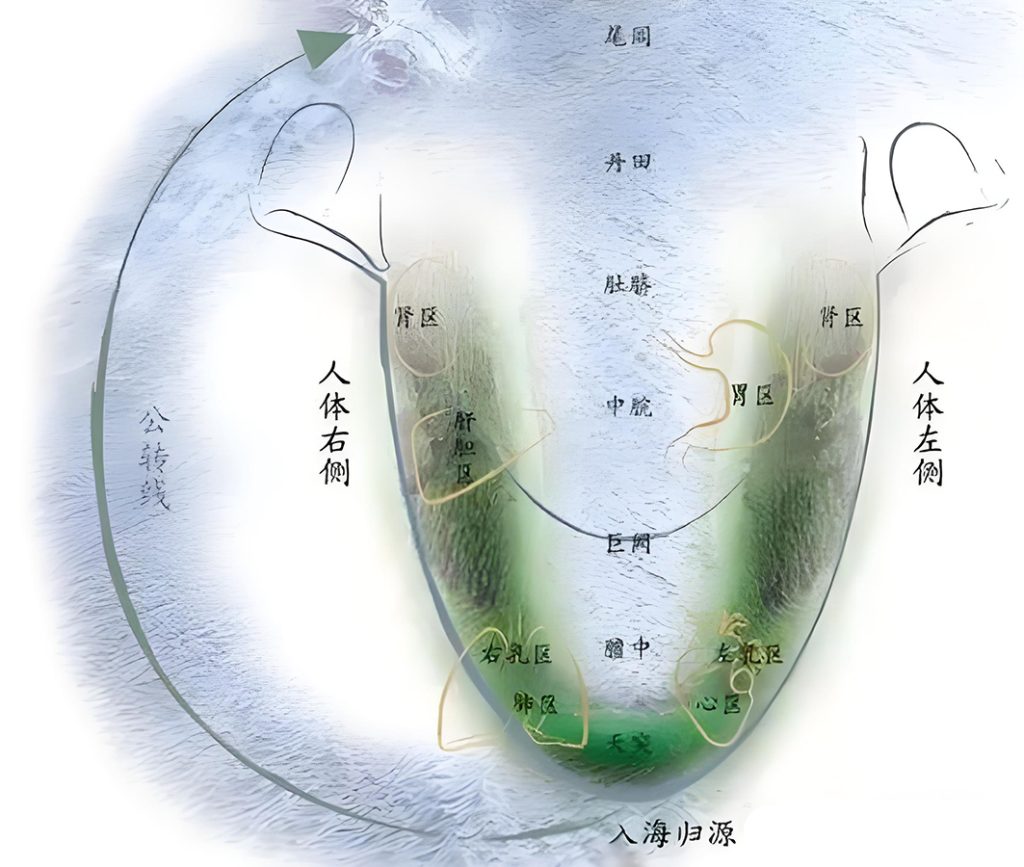 图片[1]-舌诊之象中的阴阳之道-善米