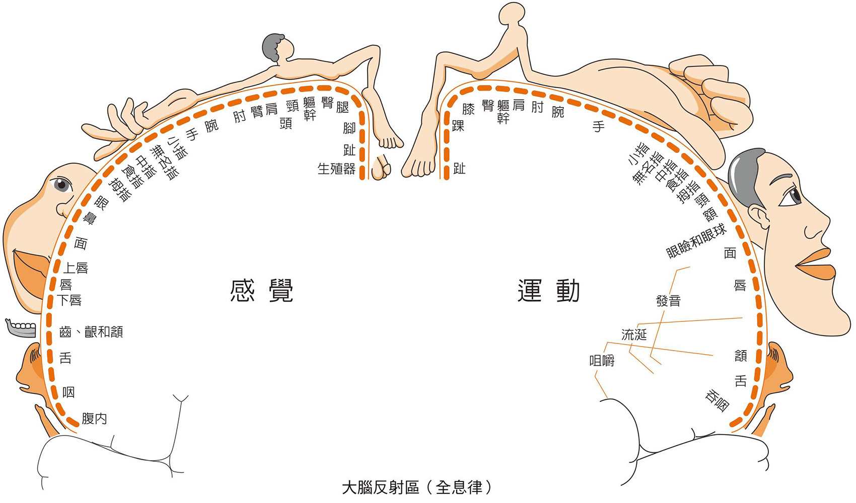 图片[2]-手部全息中的阴阳之道-善米