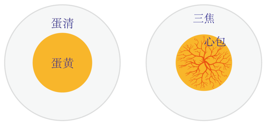 图片[1]-三焦与心包中的阴阳之道-善米