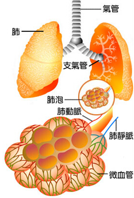 图片[1]-肺泡中的阴阳之道-善米