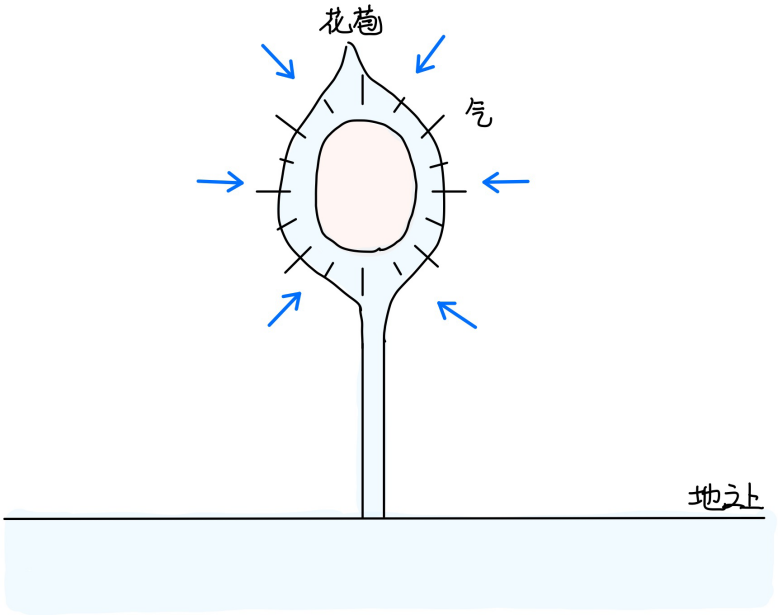 图片[2]-7茎毛与花苞-善米