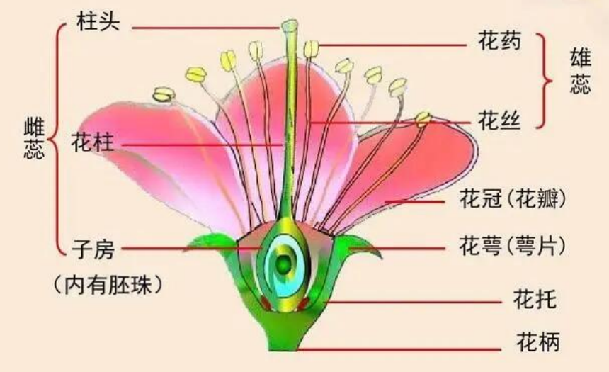 图片[1]-15种子内外之德-善米