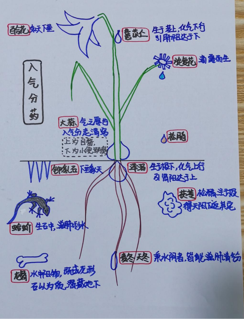 图片[1]-薏仁、麦冬、茯苓、泽泻-善米