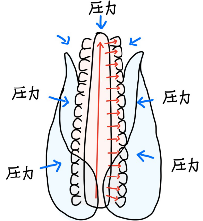 图片[4]-玉米：长夏之玉-善米