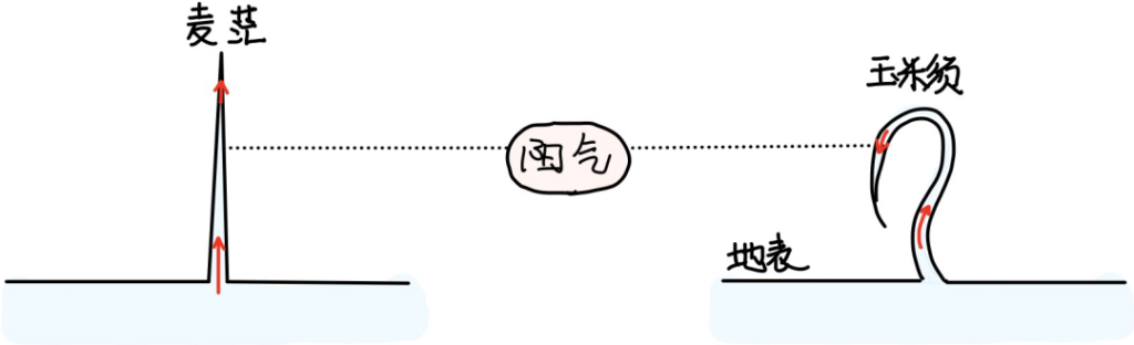 图片[5]-玉米：长夏之玉-善米