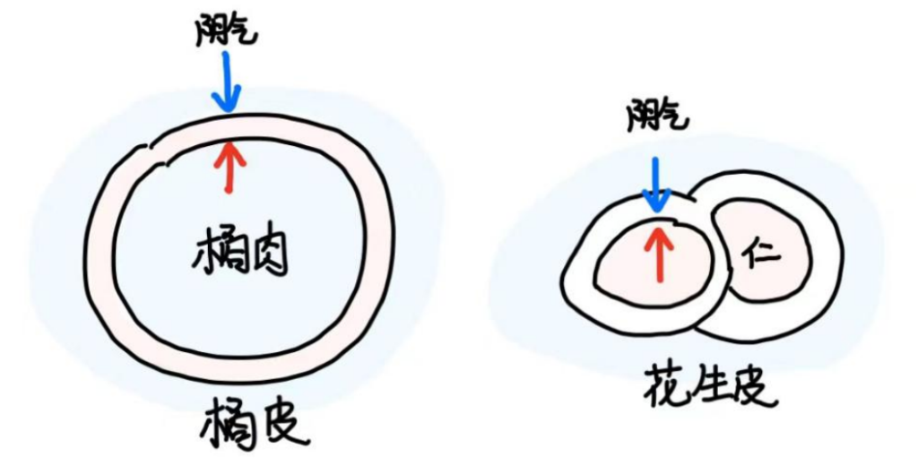 图片[1]-花生2-善米