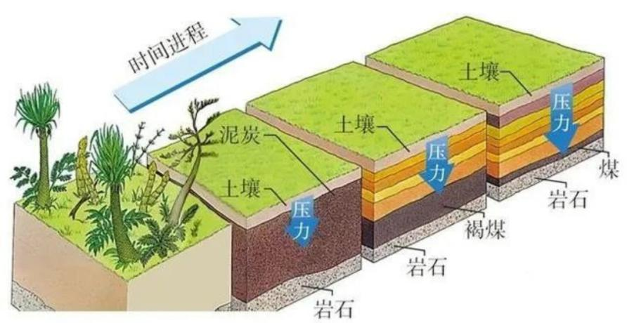 图片[3]-花生2-善米