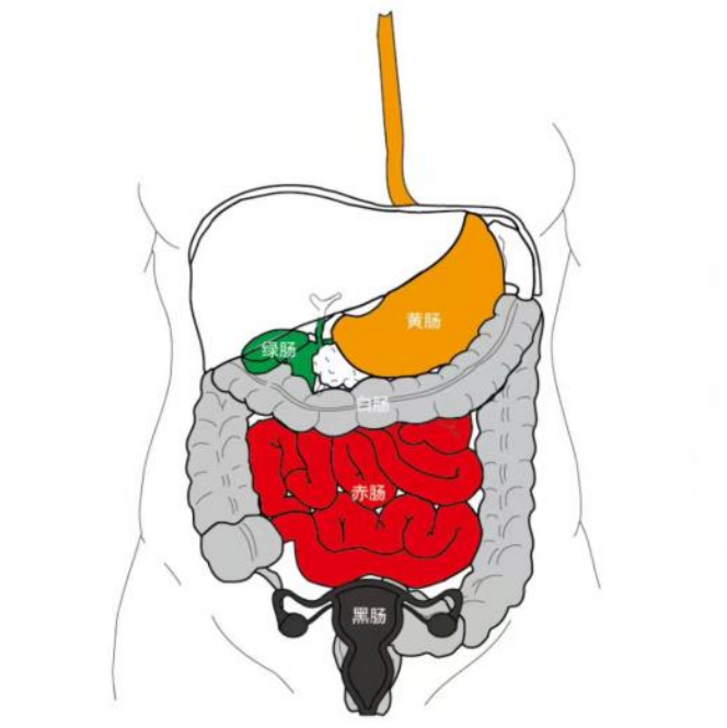 图片[1]-消化道中的阴阳之道-善米