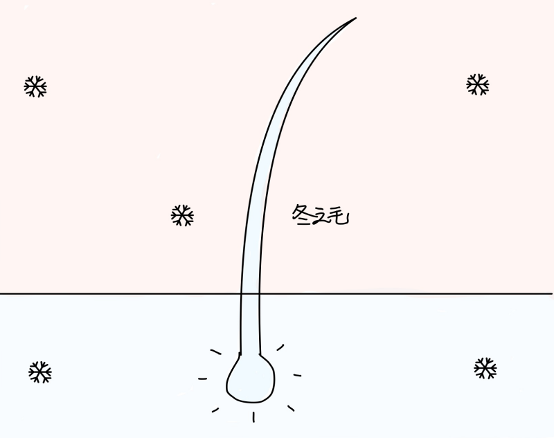 图片[4]-白菜：冬汁之毛-善米