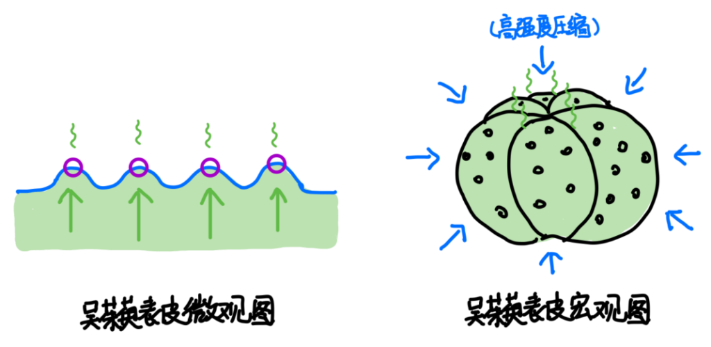 图片[4]-吴茱萸1-善米