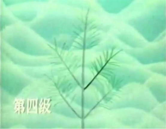 图片[5]-植物全息中的阴阳之道-善米