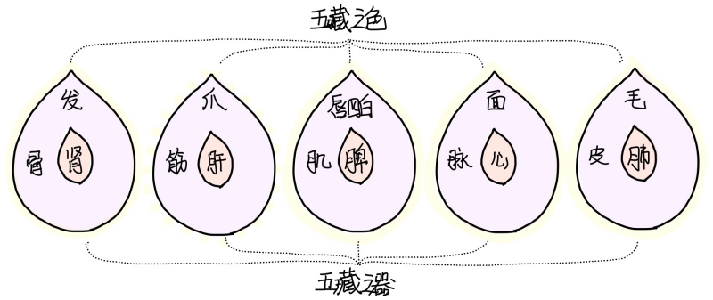 图片[2]-3五藏与华充-善米