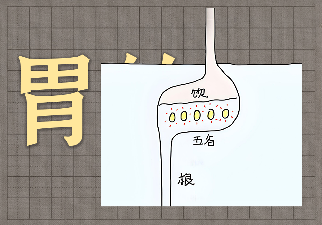 2胃的本质-善米