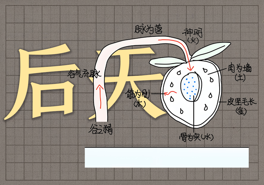 4后天之精的本质-善米