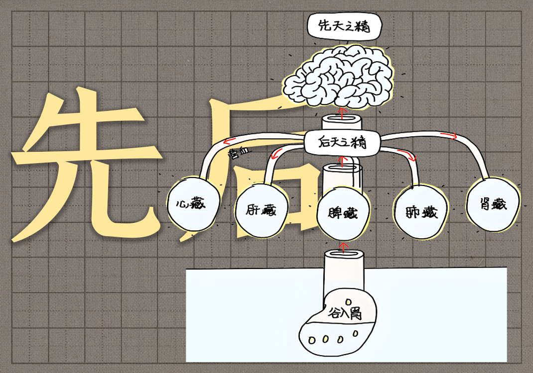 5先后天之精关系-善米