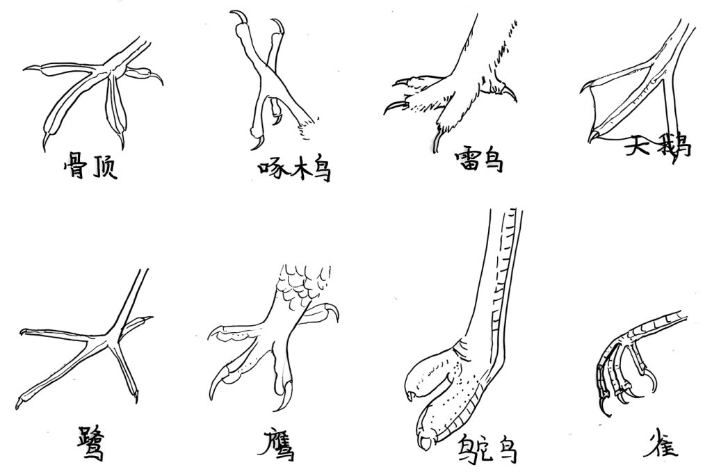 图片[1]-青铜刀币中的阴阳之道-善米