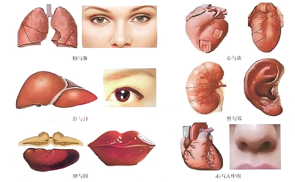 图片[1]-五藏开窍中的阴阳之道 -善米