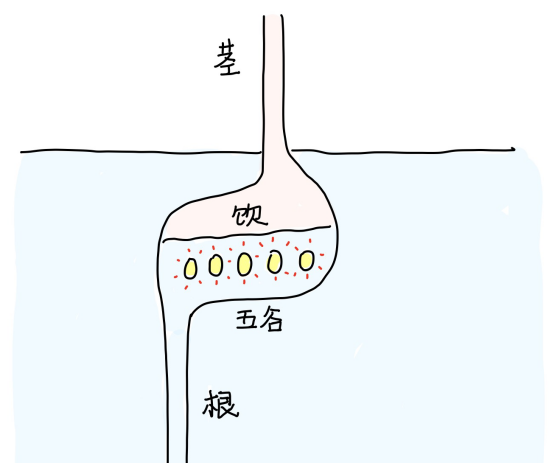 图片[1]-2胃的本质-善米