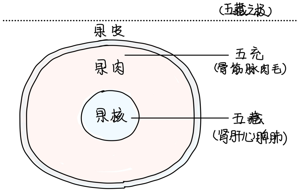 图片[1]-4五藏之表-善米