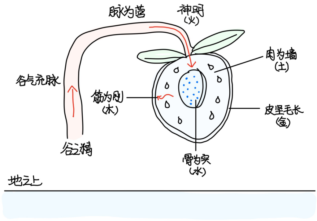 4后天之精的本质-善米