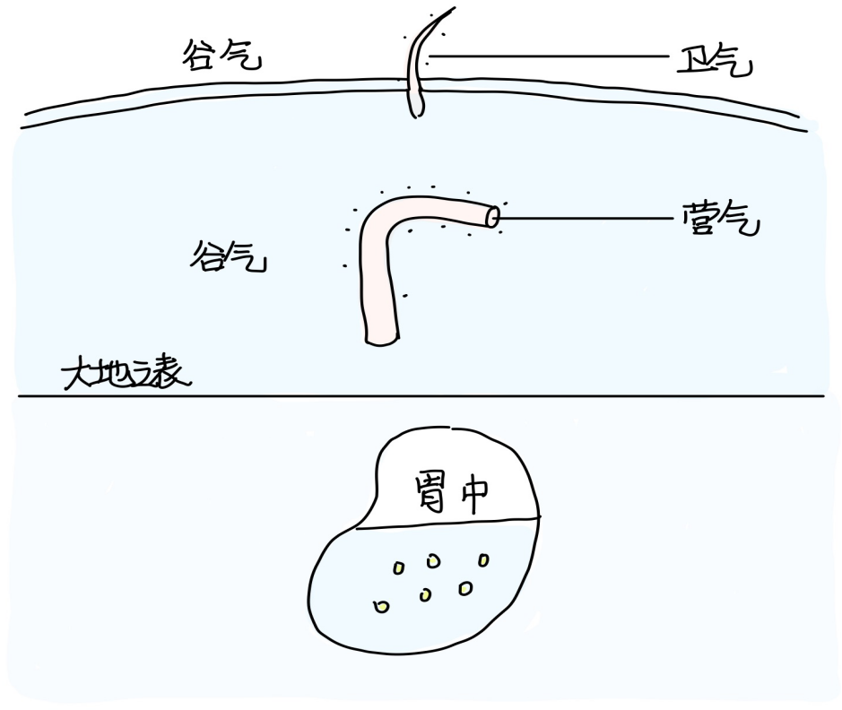 6十二经虚实关系-善米