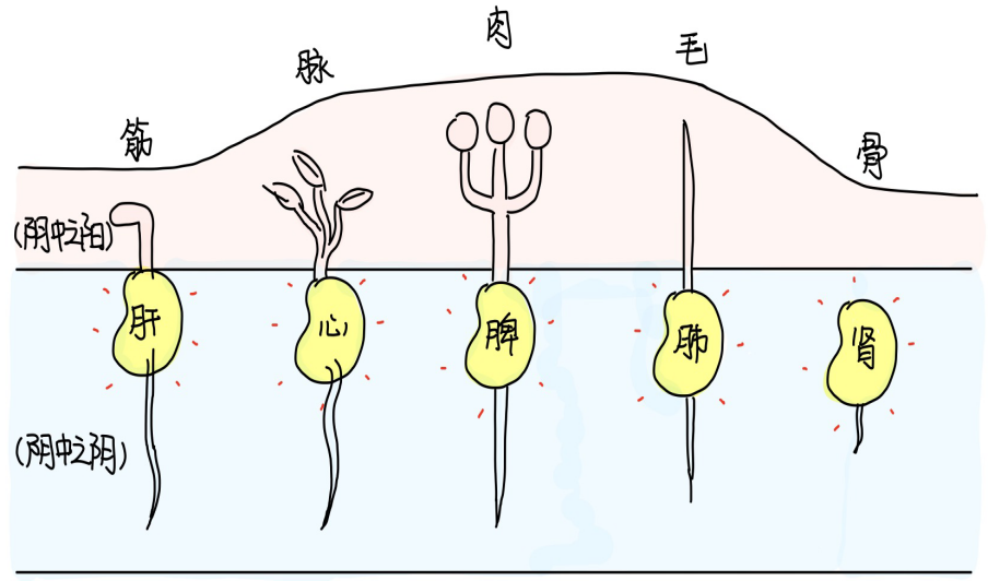 图片[2]-5五藏之充-善米