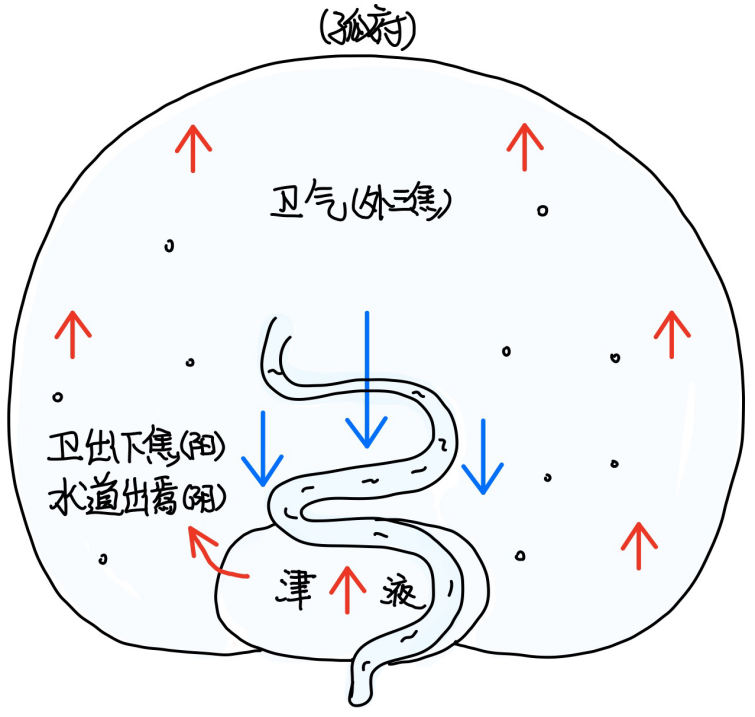 图片[2]-5下焦之所入-善米