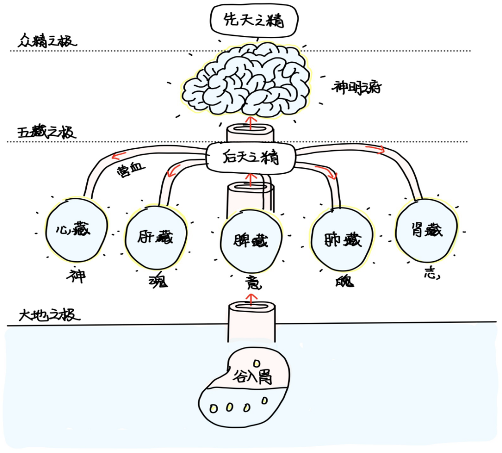 图片[2]-5先后天之精关系-善米