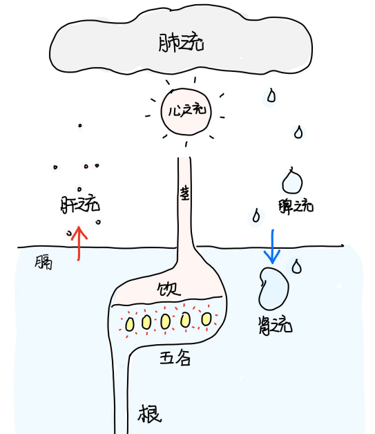 图片[2]-2胃的本质-善米