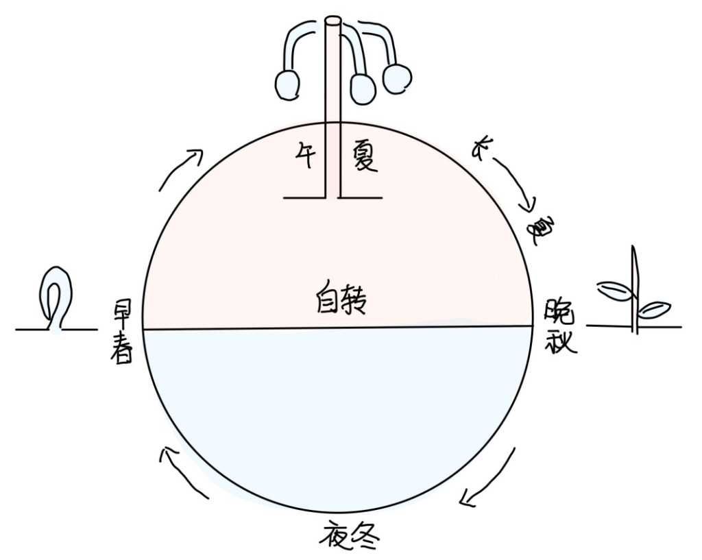 图片[4]-4穴位为什么这么多-善米