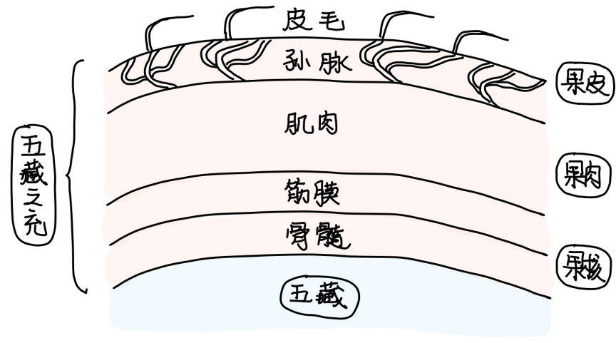 图片[4]-5五藏之充-善米